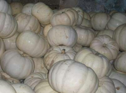 ركود سوق "اليقطين" في إدلب