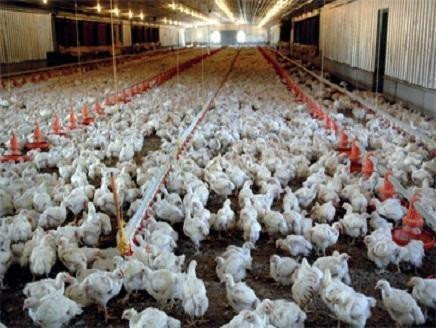 بعد رغيف الخبز.. حكومة النظام...