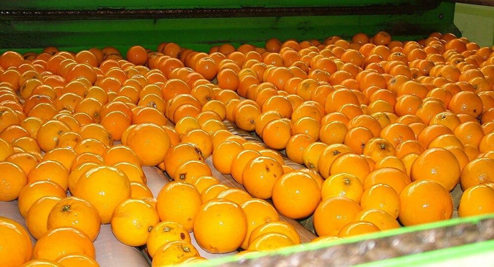 أسعار الحمضيات تلامس 1000 ل.س...