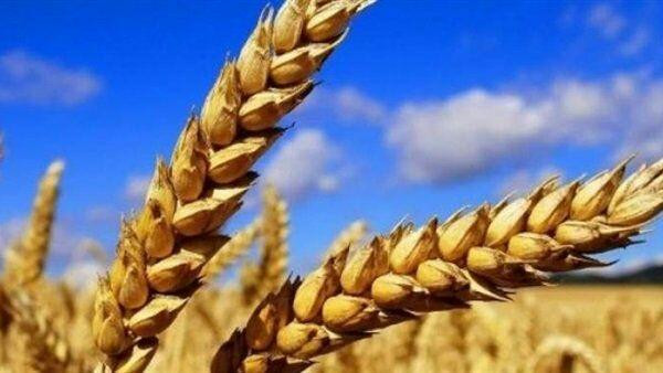 بعد فشل لمرات.. القمح الروسي ي...