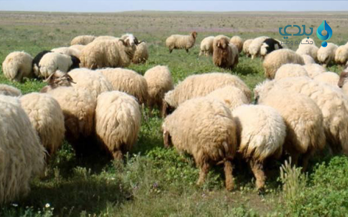 التهجير والنزوح ونقص المراعي ت...