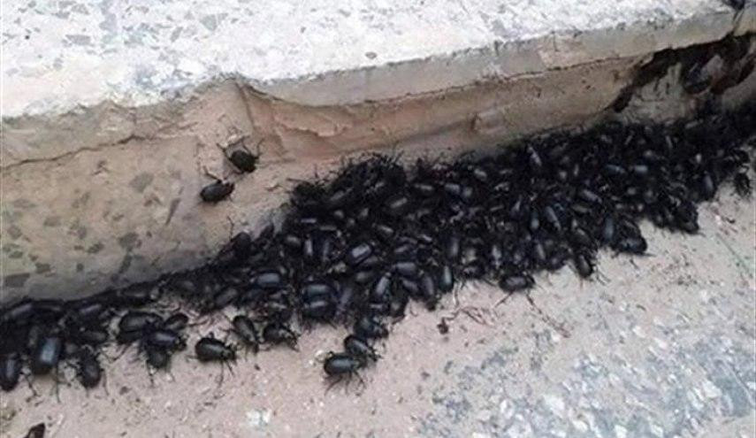 الحشرات تغزو دمشق وريفها وغياب...