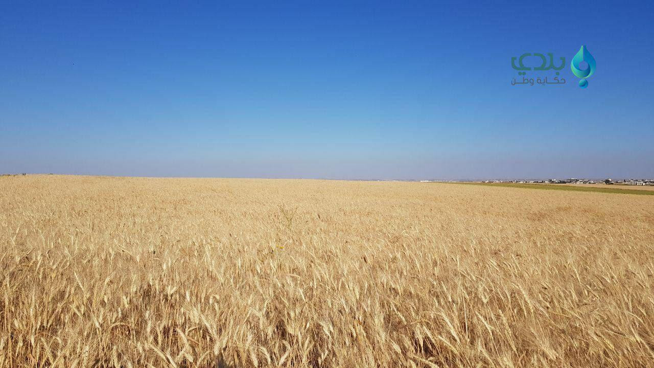 في سوريا أربع تسعيرات للقمح.....