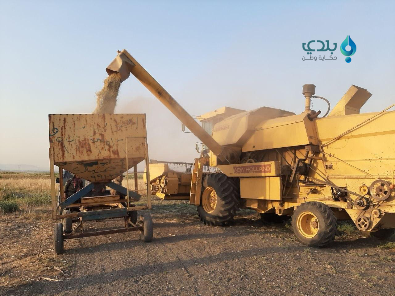 محاصيل سهل الغاب.. الحصاد قبل...