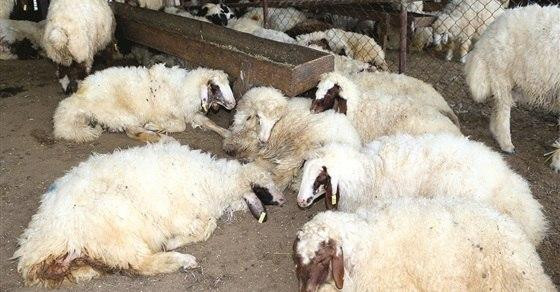 بعد جدري الأبقار.. مرض رئوي يه...