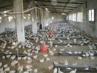 المداجن تخرج عن الخدمة في محاف...