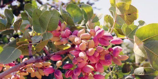 بعد مصادرته.. النظام يبيع محصو...