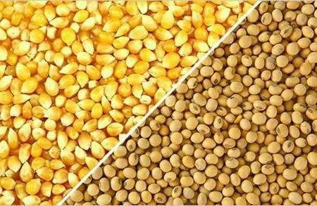 النظام يطرح مناقصة لشراء 50 أل...