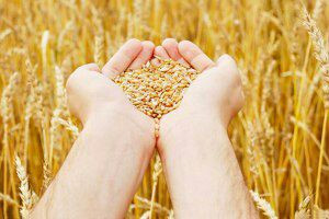 مسؤول موالٍ: لا يوجد نقص في مخ...