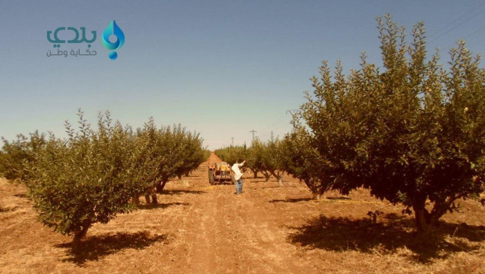 كيف يعاقب النظام مزارعي السويد...