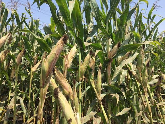 إدارة "قسد" تحدد سعر محصول الذ...