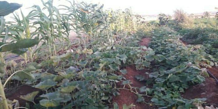 حكومة النظام تعجز عن تأمين الس...