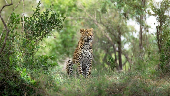 "فهد غادر" يعبر أسوار متنزه وي...