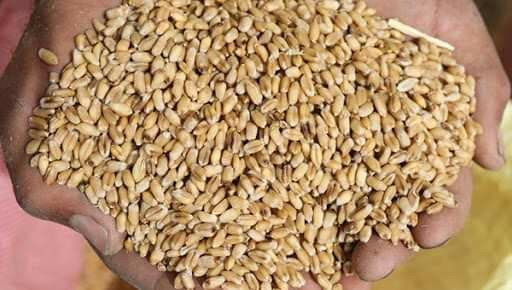 "المؤسسة السورية للحبوب" باللا...