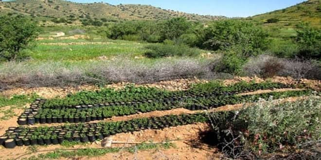 ارتفاع أسعار الغراس المثمرة في...