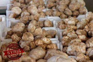 النظام يصدر "الكمأة" لدولة أور...