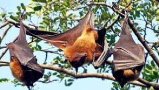 الصين تخرج عن صمتها بشأن فيروس...