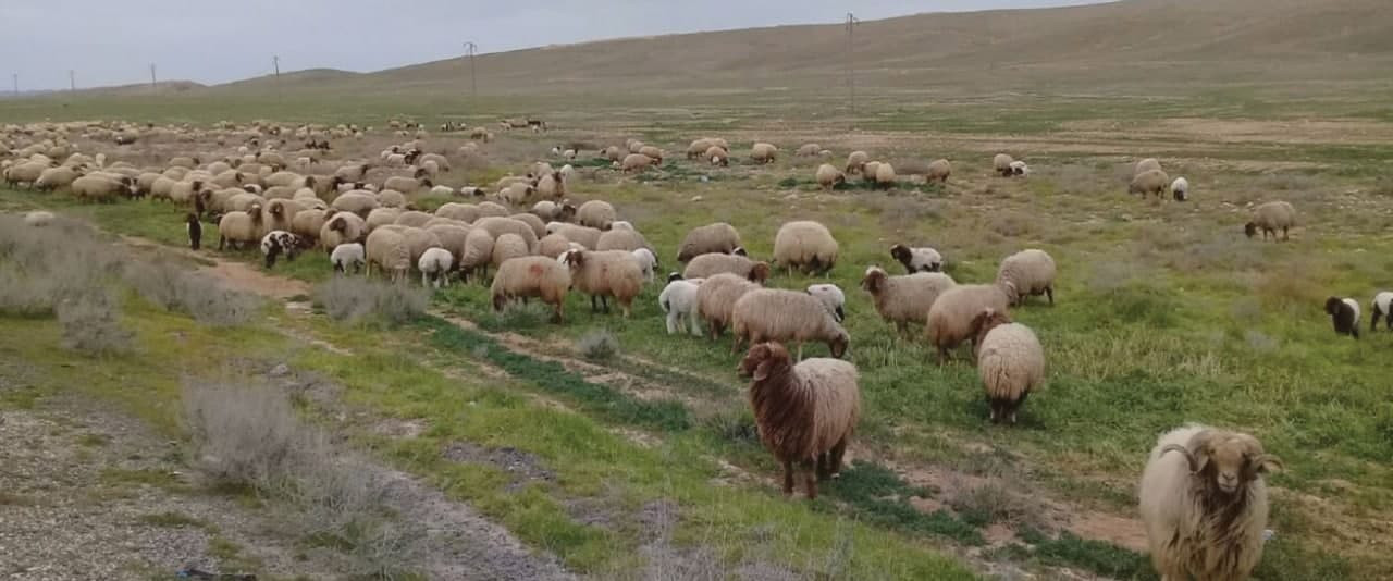 الكشف عن كارثة تهدد الثروة الح...