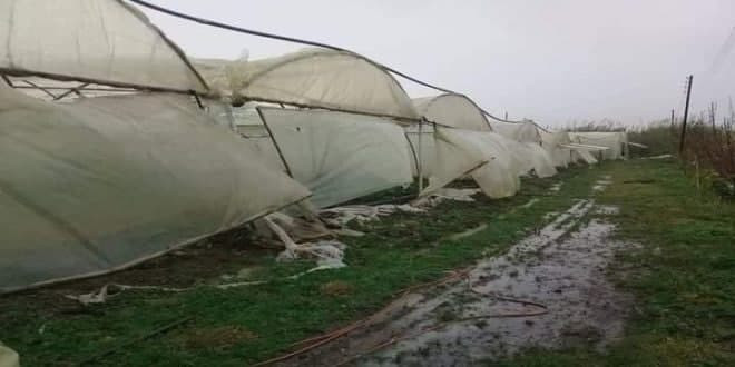 الصقيع يتسبب بأضرار جسيمة ويفا...