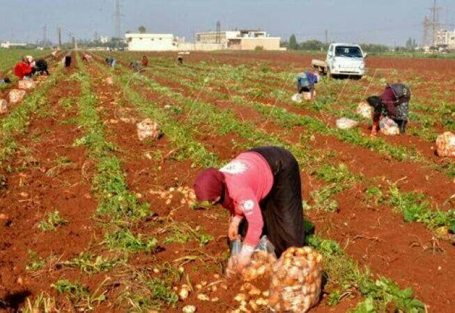 مزارعو درعا يتركون أراضيهم بور...