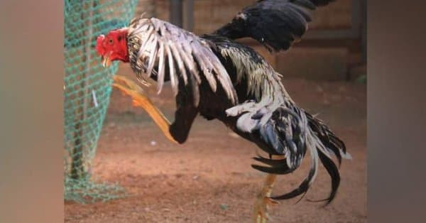 حبس "ديك" على ذمة التحقيق لتسب...