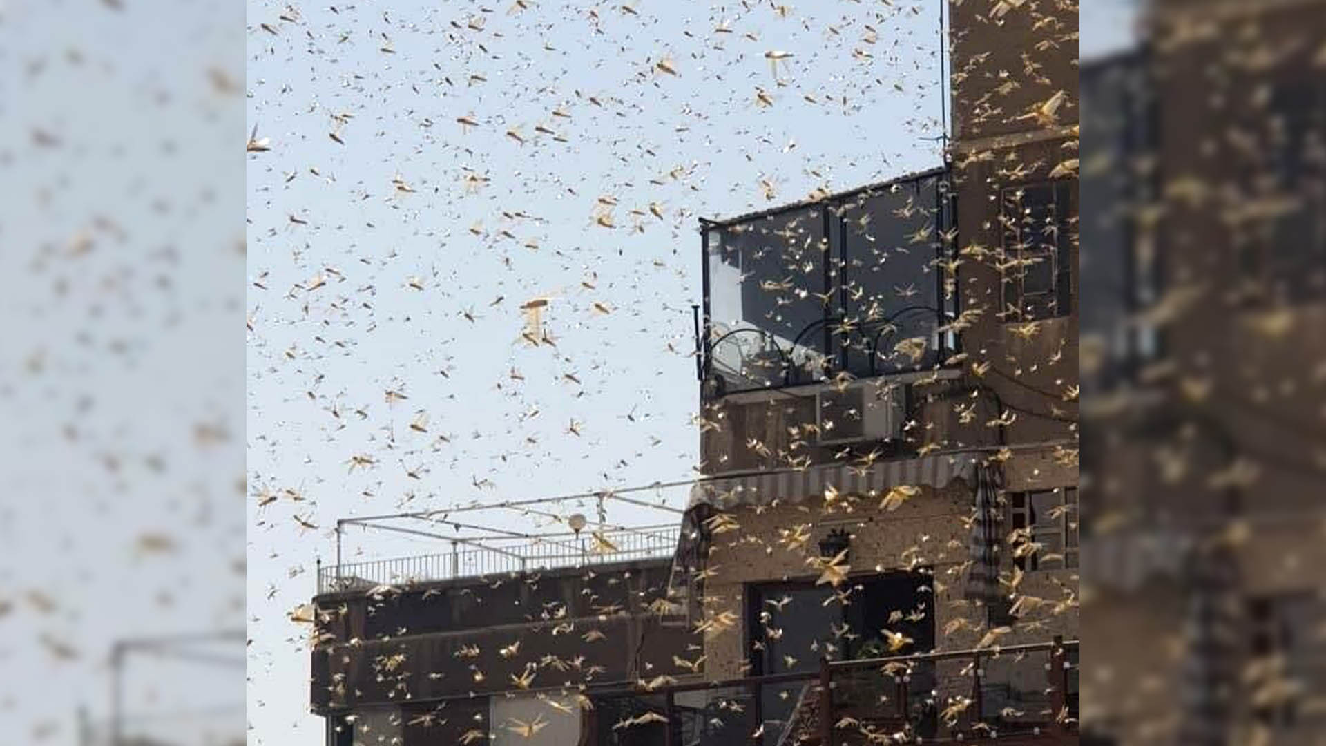 أسراب الجراد تغزو العاصمة دمشق...