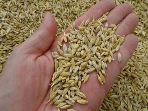 حكومة النظام تتجه لفتح باب است...