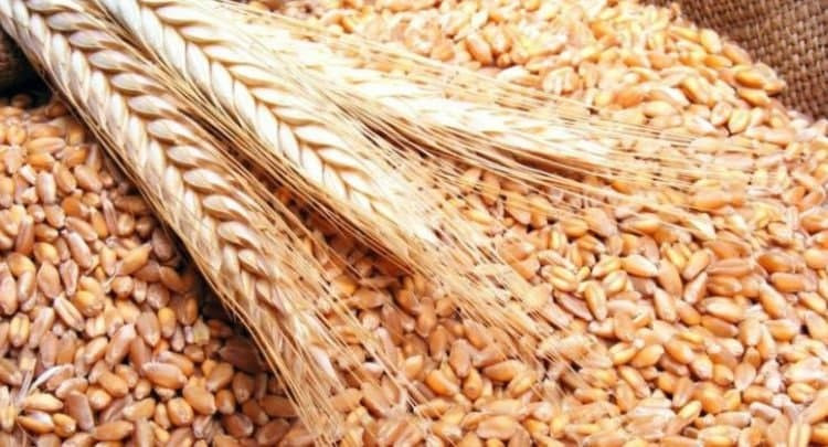 روسيا تعتزم توريد مليون طن من...