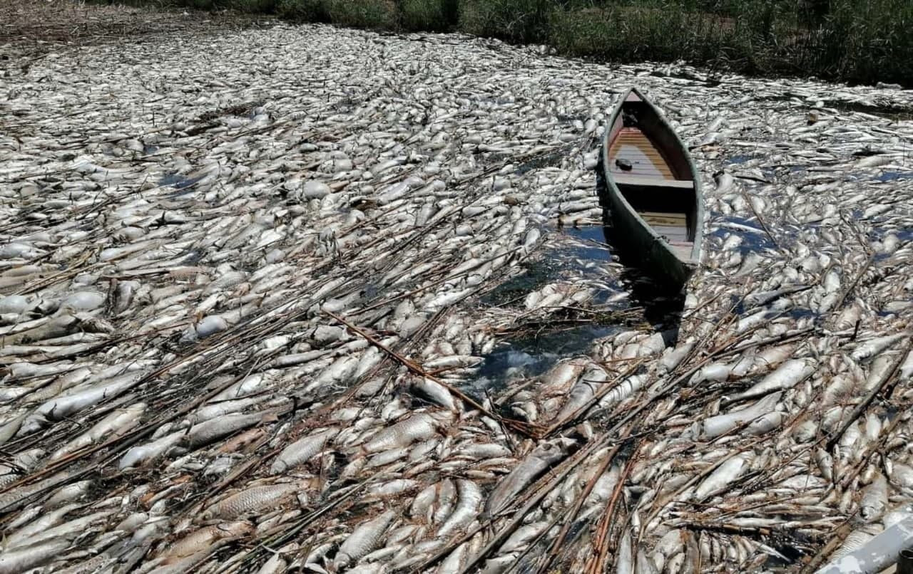 تهريب أسماك نافقة وفاسدة من لب...