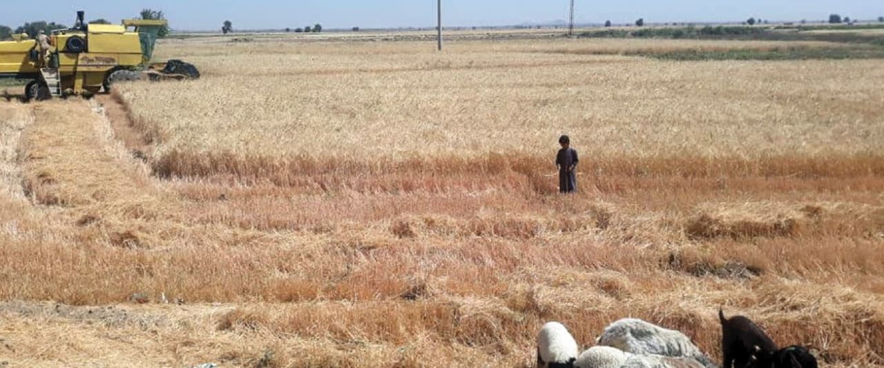 توقعات بتراجع زراعة القطن في ا...