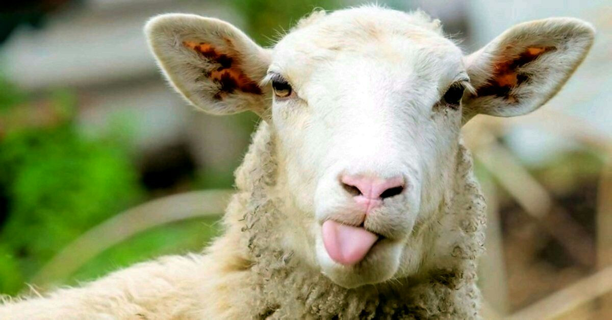 ارتفاع جنوني بأسعار الأضاحي في...