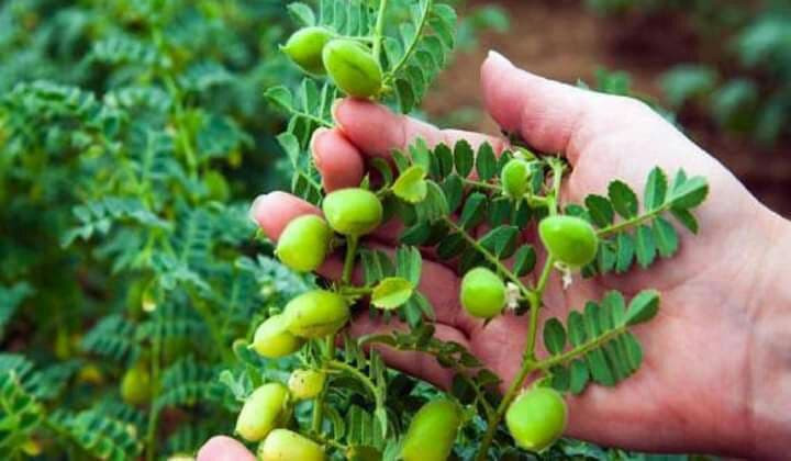 محافظ السويداء يكشف إنتاج الـ"...