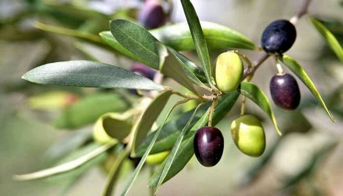 إنتاج الزيتون يتراجع في مناطق...