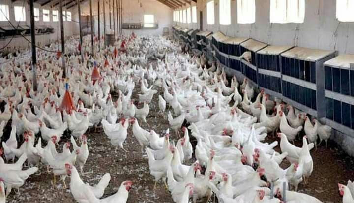 ارتفاع جديد في أسعار الفروج وا...