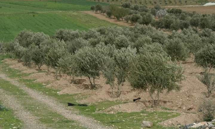 الزيتون في السويداء بخطر.. الد...