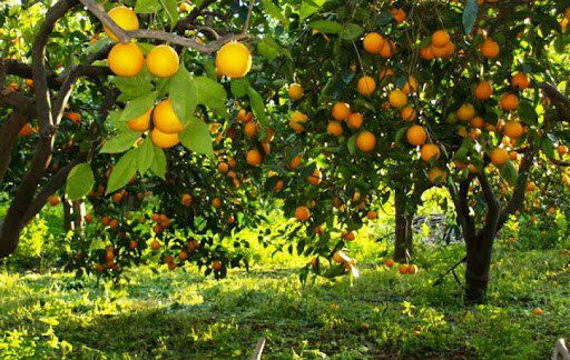 سوريا.. تراجع إنتاج الحمضيات ب...