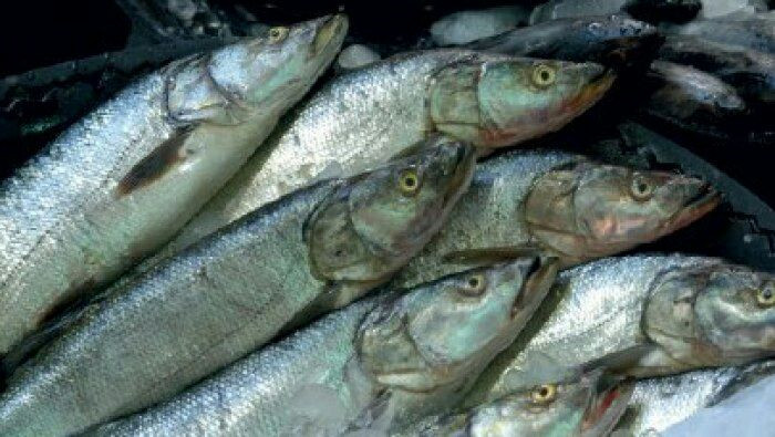 طرطوس.. تسرب الفيول يضرب سوق ا...