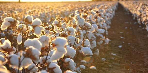 "الإدارة الذاتية" ترفع شراء سع...