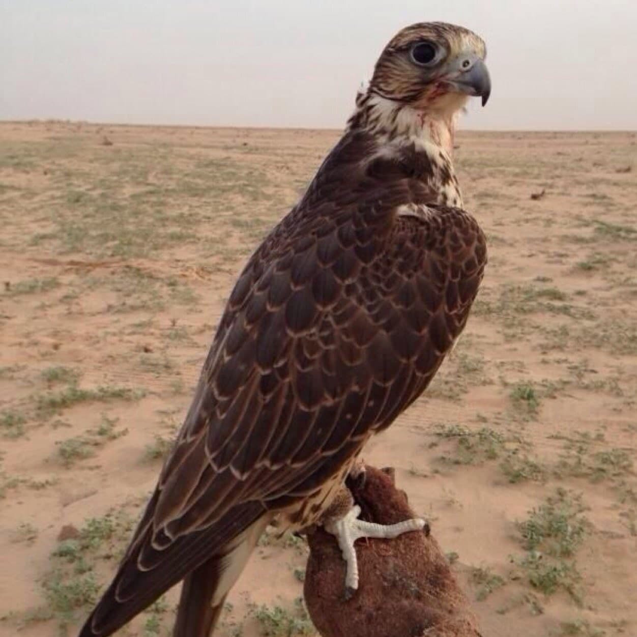 بيع "طير حر" بـ 51 مليون في ال...