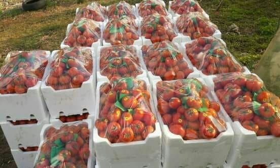 كارثة تهدد الزراعات المحمية با...