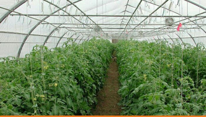 مزارعو البيوت البلاستيكية في ط...