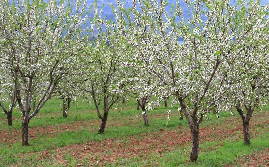 مزارعو "اللوز" بريف حمص يشتكون...