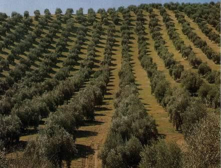 مقتل شخص أثناء حراسة حقول الزي...