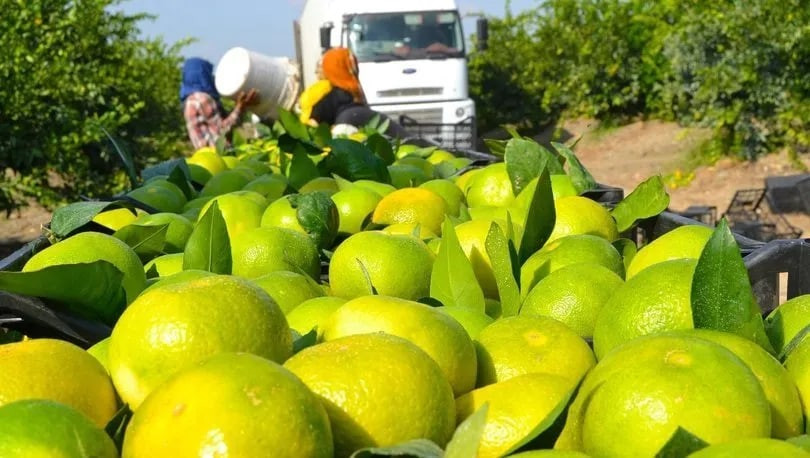 مسؤول تركي: وجود السوريين ساعد...