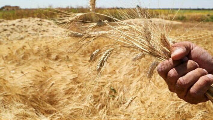 محلل اقتصادي: مساحة القمح المز...