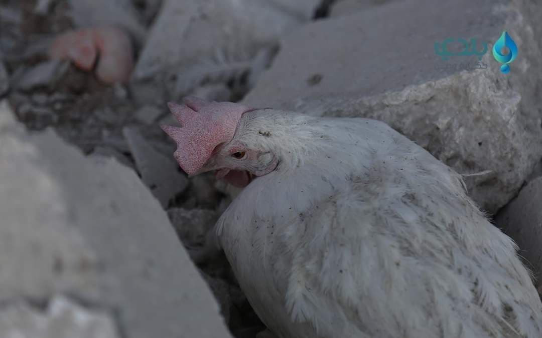 أكثر من 70% أُغلِقت.. "وزارة ا...