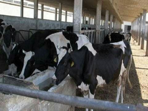 تفاقم أزمة المواشي ومطالب برفع...