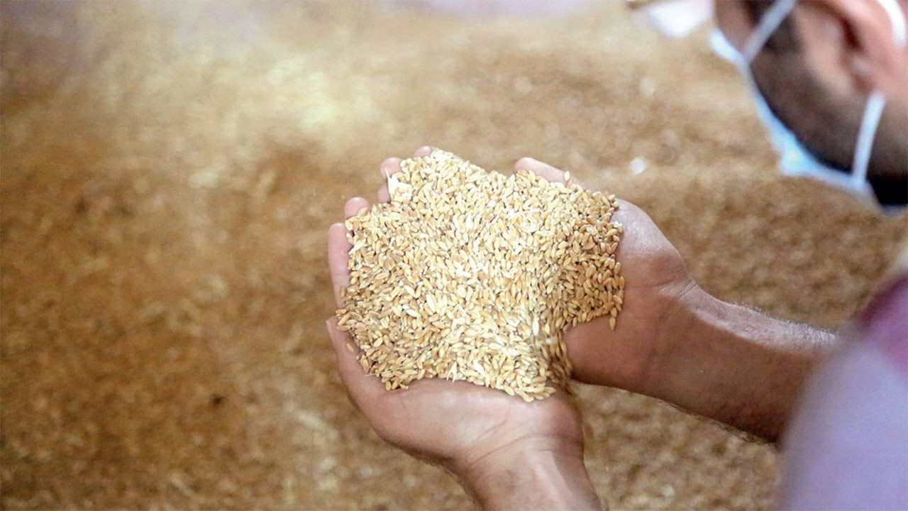 "القمح الهندي" يثير جدلا في سو...