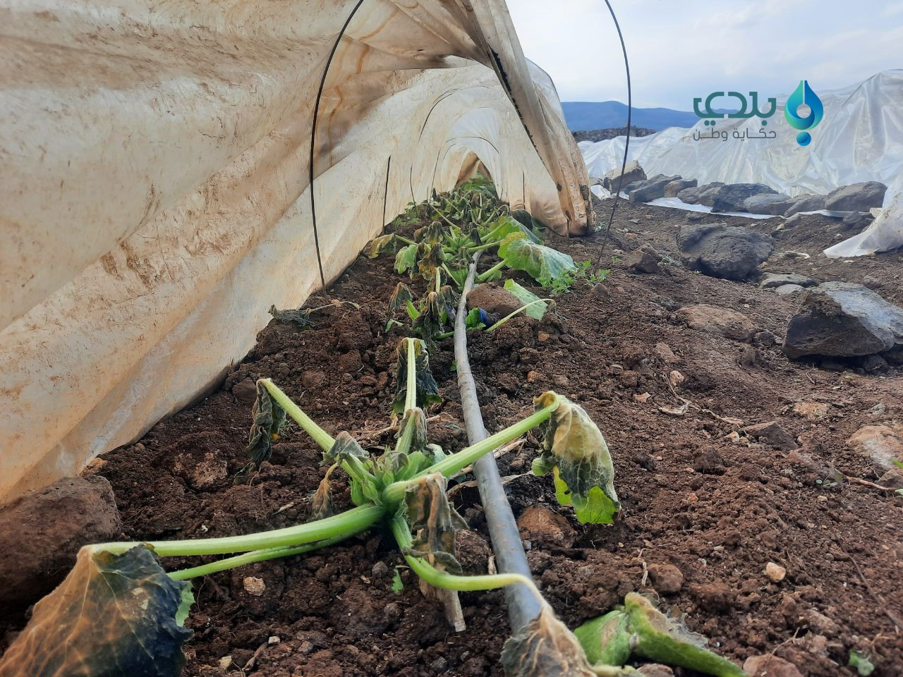 حماة.. خسائر كبيرة بقطاع الخضر...