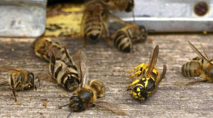 مربو النحل يهجرون مهنتهم في ال...